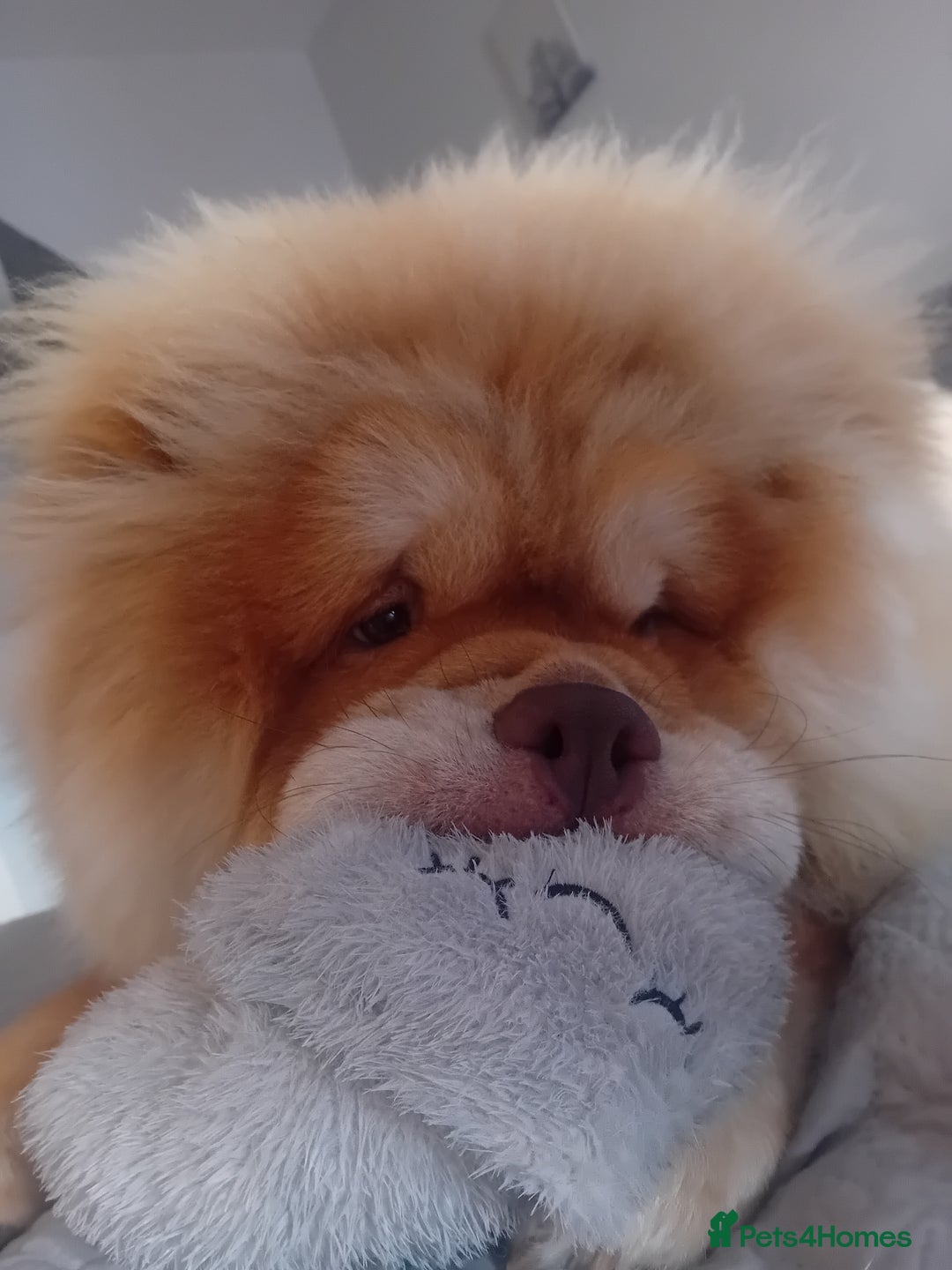 Chow Chow dogs for stud: Chowmazing  - Image 8