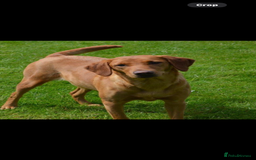 Labrador Retriever dogs for sale: FOX RED LABRADOR PUPPIES  - Image 5