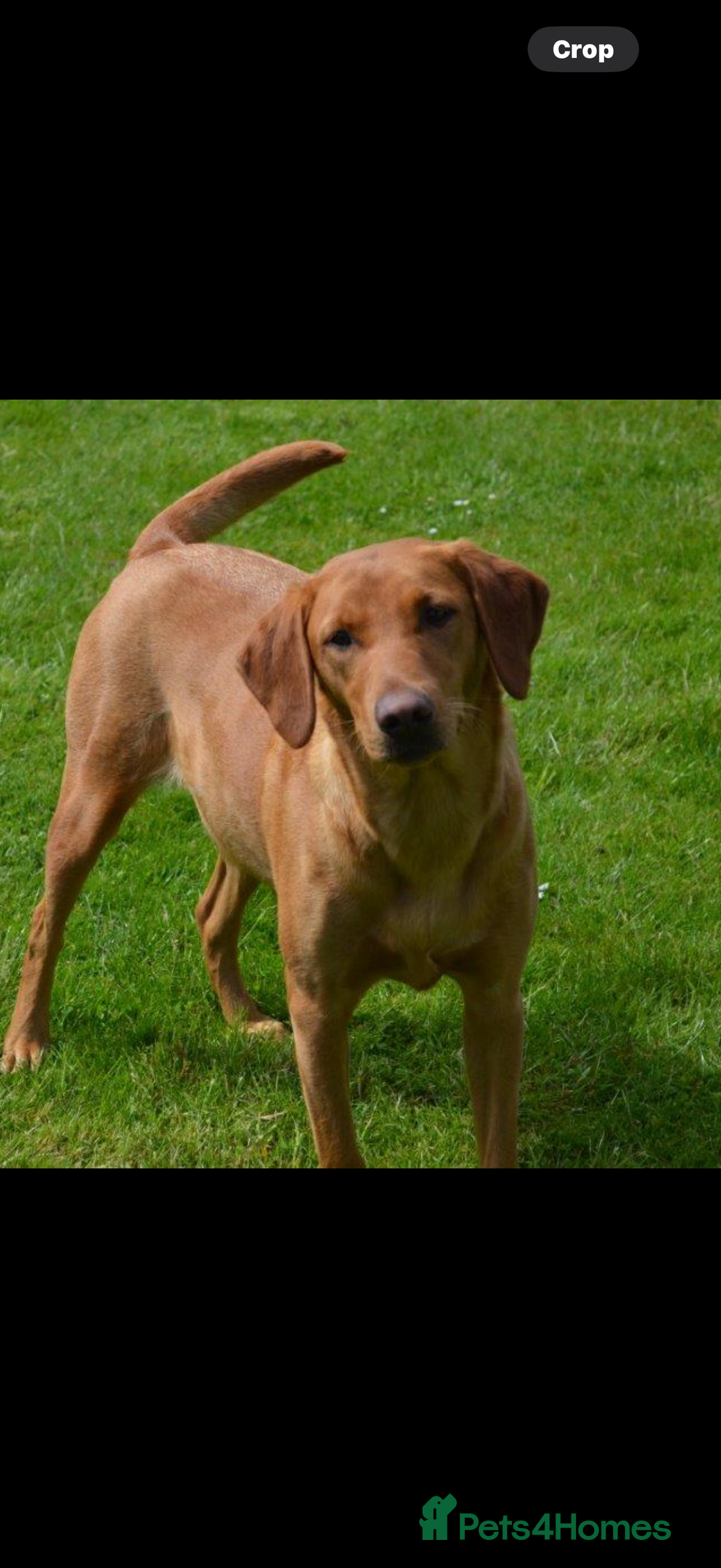 Labrador Retriever dogs for sale: FOX RED LABRADOR PUPPIES  - Image 5