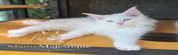 Maine Coon cats for sale: TICA registered Maine Coon White Kitten Blue Eyed - Advert 4