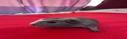 Guinea Pig rodents for sale: Gorgeous male guinea pigs  in Hereford - Advert 2