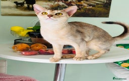 Abyssinian cats for sale: TICA ACTIVE ABYSSiNIAN QUEEN  - Advert 2