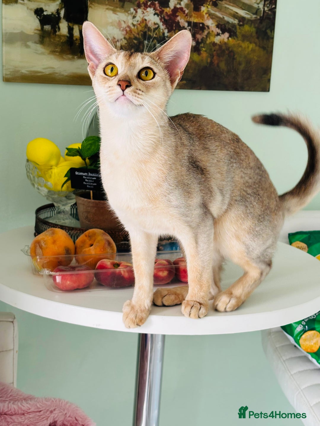 Abyssinian cats for sale: TICA ACTIVE ABYSSiNIAN QUEEN  - Advert 2
