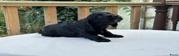 Cocker Spaniel dogs for sale: Working cocker spaniel puppies for sale - Advert 29
