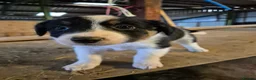 Border Collie dogs for sale: Border Collie Pups - Advert 6
