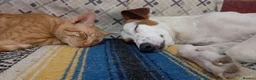Mixed Breed dogs for adoption: Leo’s  just a young dog  🐶🐾 - Advert 14