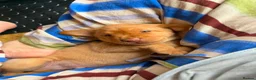 Labrador Retriever dogs for sale: Stunning Yellow & Fox Red Labrador Puppies- KC Reg - Advert 4