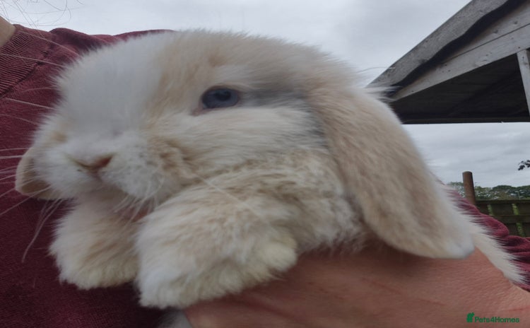 Mini Lop rabbits - Advert 14