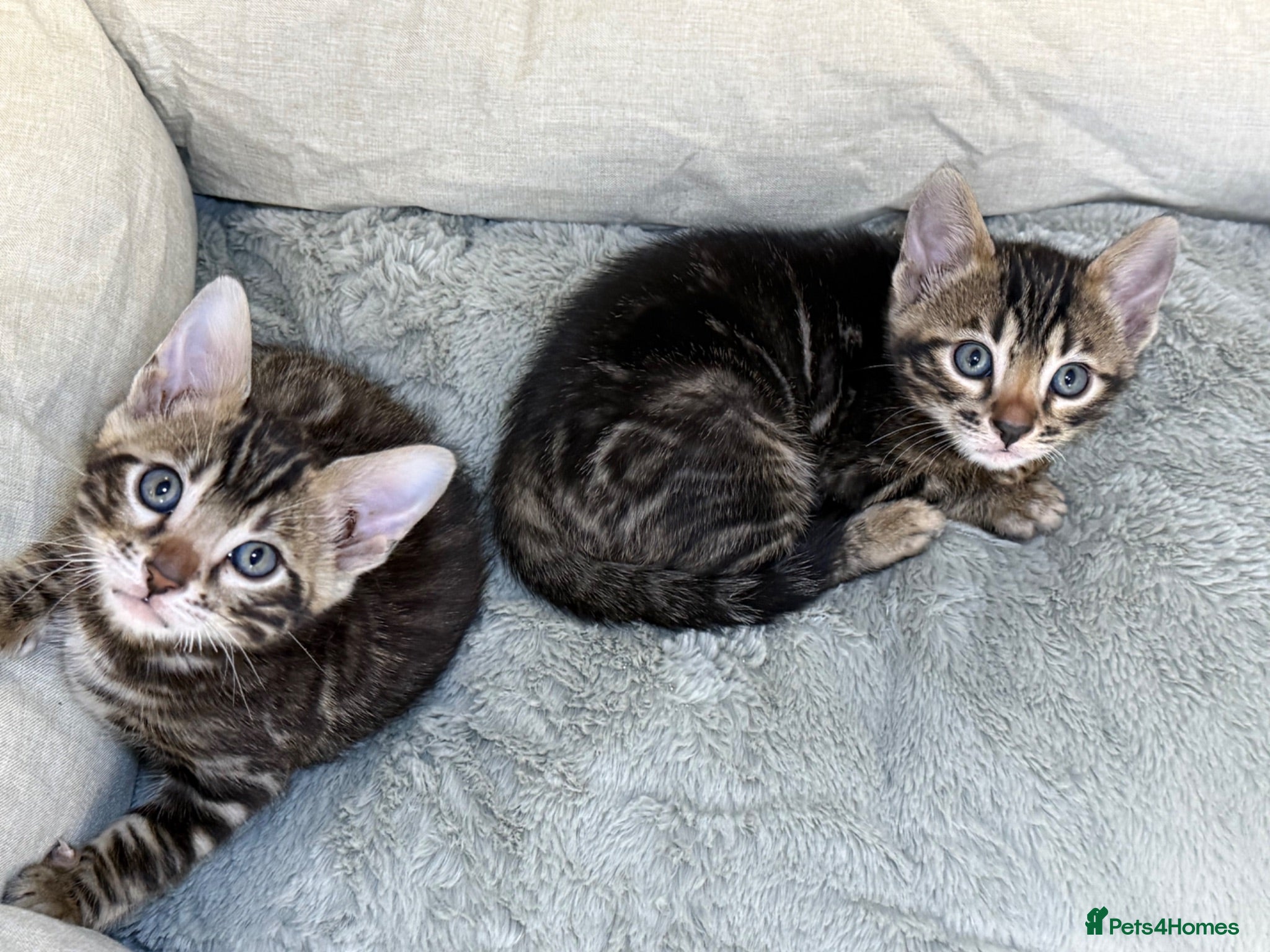 Bengal cats Unique Bloodline Bengals Tica Reg - Advert 3