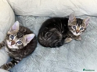 Bengal cats Unique Bloodline Bengals Tica Reg - Advert 3