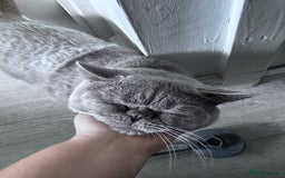 Mixed Breed cats for adoption: FREE rescue cats  looking for a new home  - Image 12