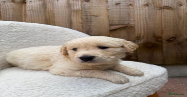 Golden Retriever dogs - Advert 8