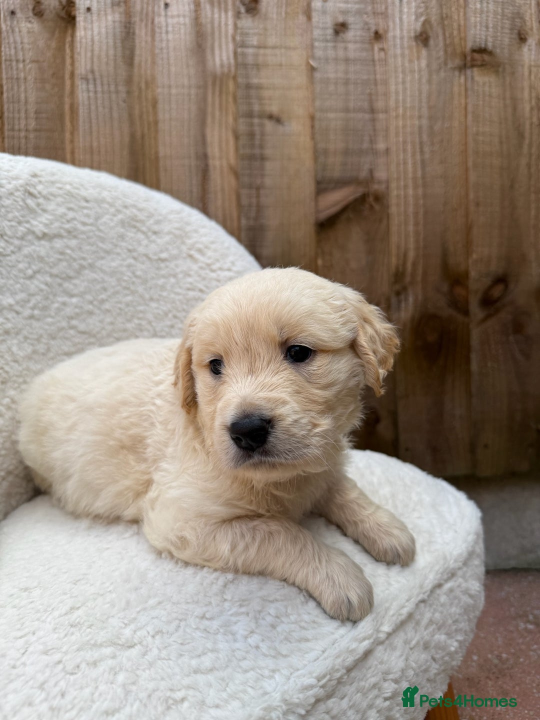 Golden Retriever dogs for sale: Mini golden retrievers very rare Dakota sport  - Image 3
