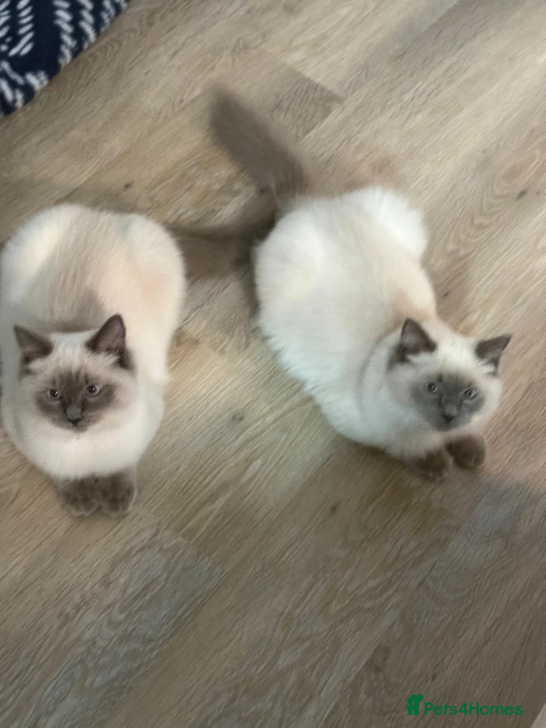 Ragdoll cats for sale: Beautiful blue point bonded Ragdoll pair  - Advert 6