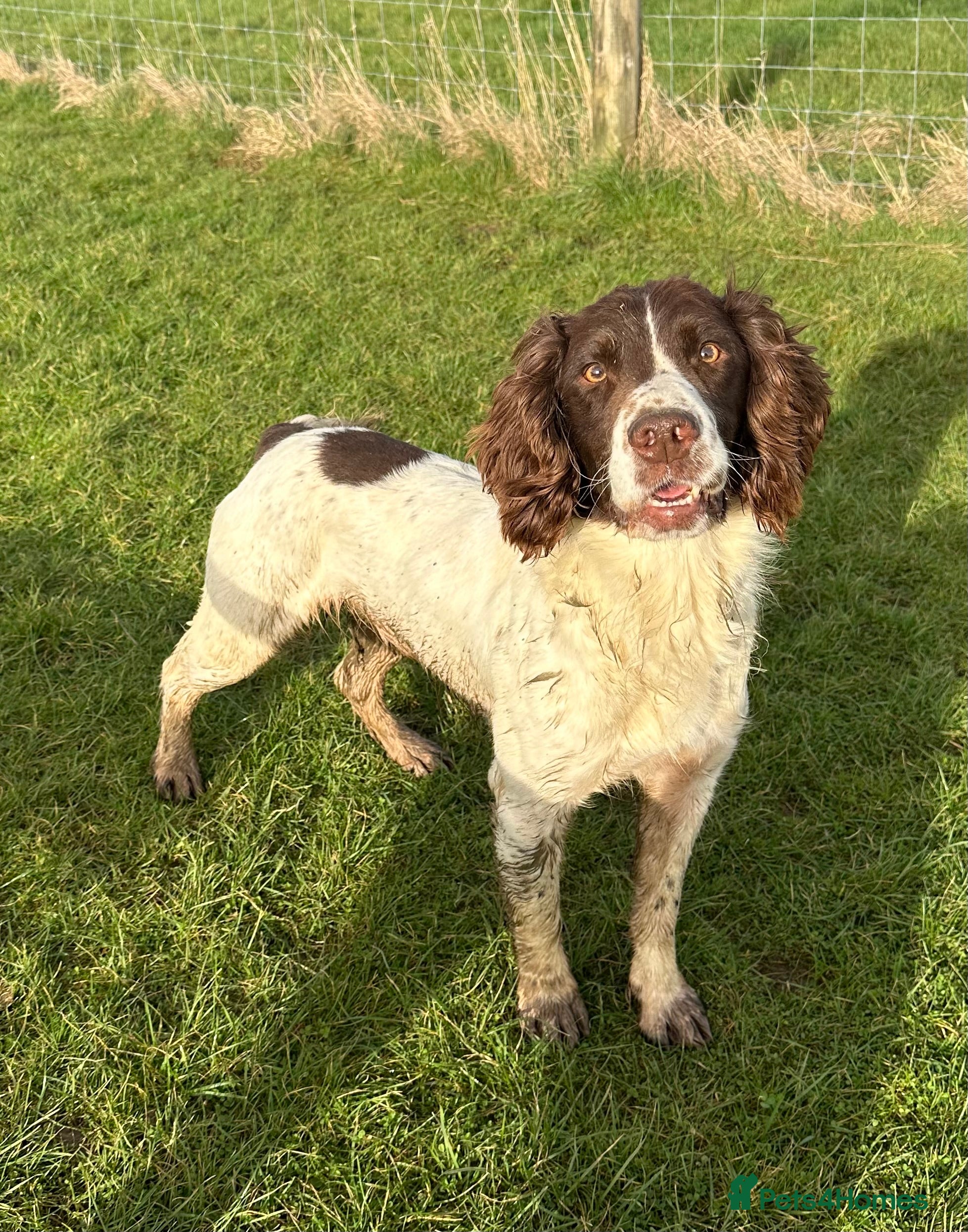 English Springer Spaniel dogs Fully health tested handsome springer for stud in Tewkesbury - Advert 6