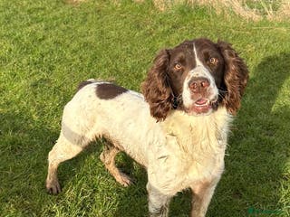 English Springer Spaniel dogs Fully health tested handsome springer for stud in Tewkesbury - Advert 11