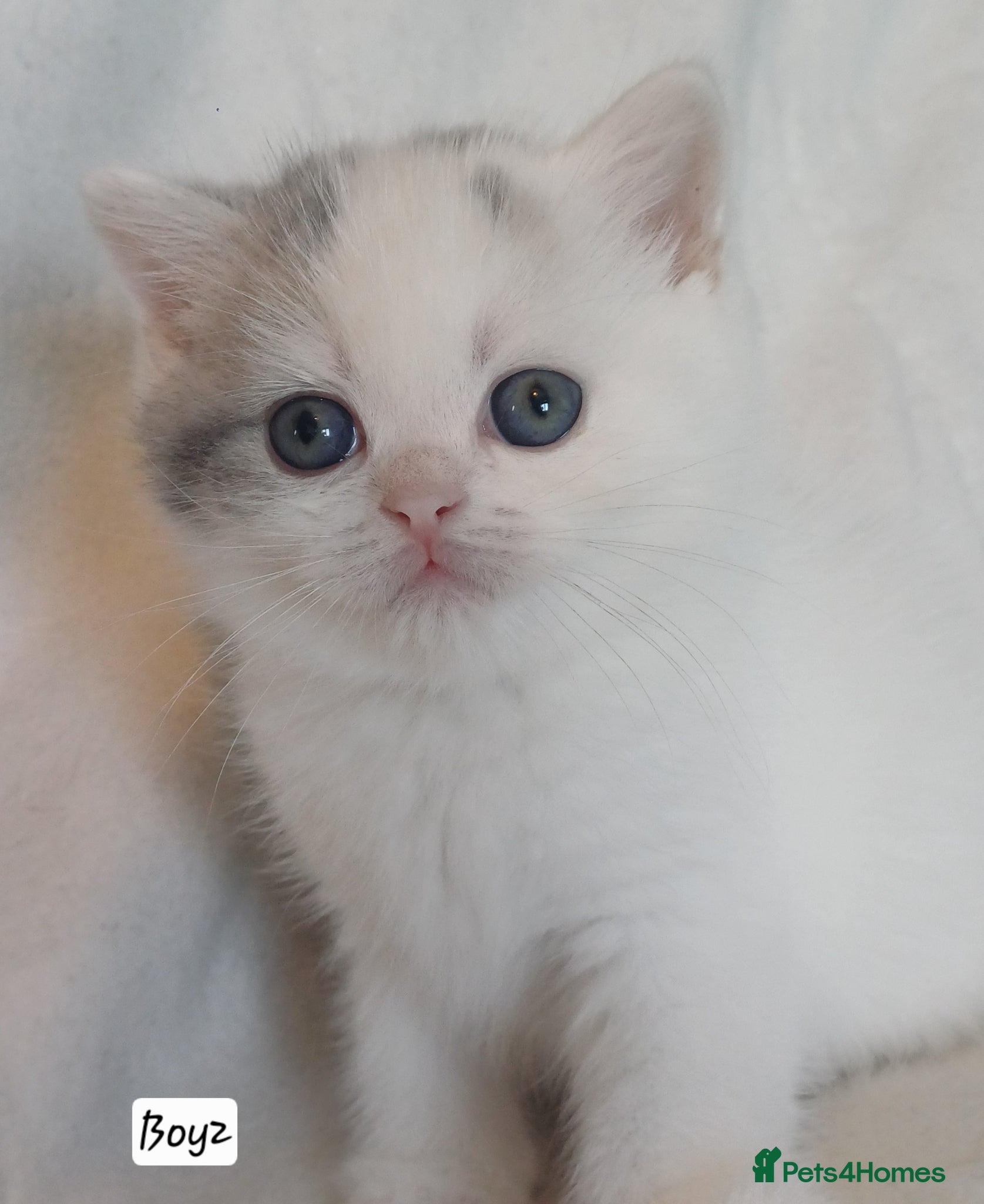 British Shorthair Kitten 3