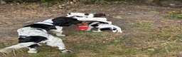 Sprocker dogs for sale: 3 Spaniel female puppies  in Mansfield - Advert 9