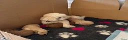 Miniature Poodle dogs for sale: Miniature poodle puppies  - Advert 13