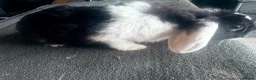 Mini Lop rabbits for sale: Mini lop looking for a new home  - Advert 3