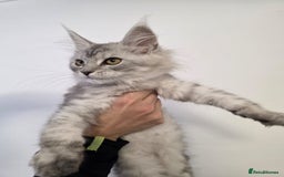 Maine Coon cats for sale: 💕5 TICA registered DNA CLEAR💕  - Image 16