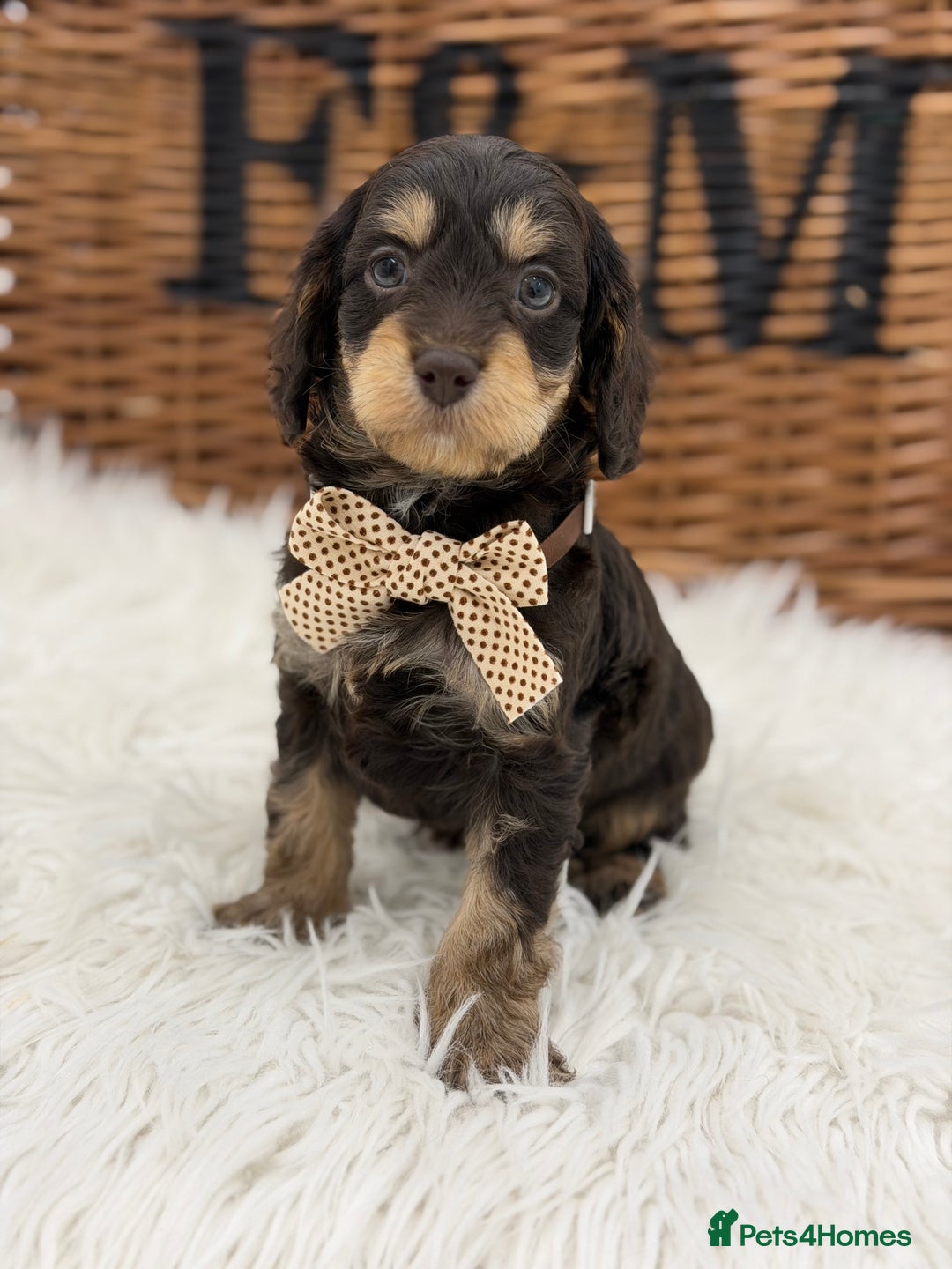 Cavapoo dogs for sale: F1 E ** tensively Health Tested Cavapoos - Advert 5