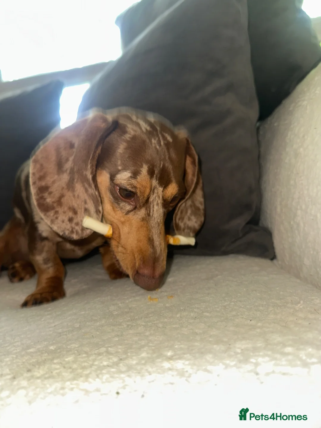 Miniature Dachshund dogs for stud: Mr Hugo  in Gravesend - Advert 1