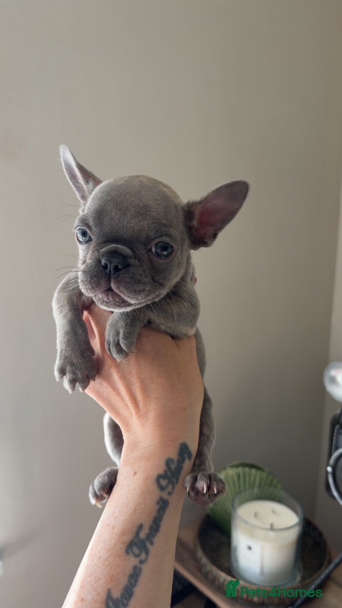 French Bulldog dogs Female lilac French bulldog  - Advert 16