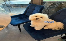 Bichon Frise dogs for sale: Bichon Frise Puppies  - Image 36