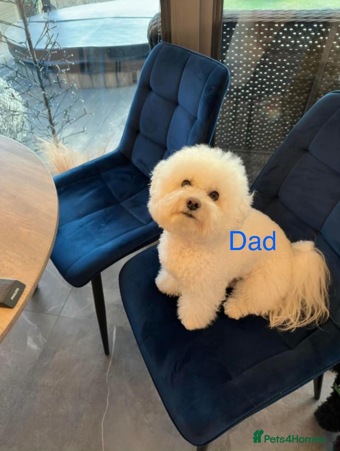 Bichon Frise dogs for sale: Bichon Frise Puppies  - Image 36