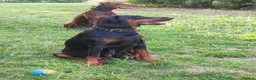 Dobermann dogs for sale: Adorable Doberman puppies  - Advert 10