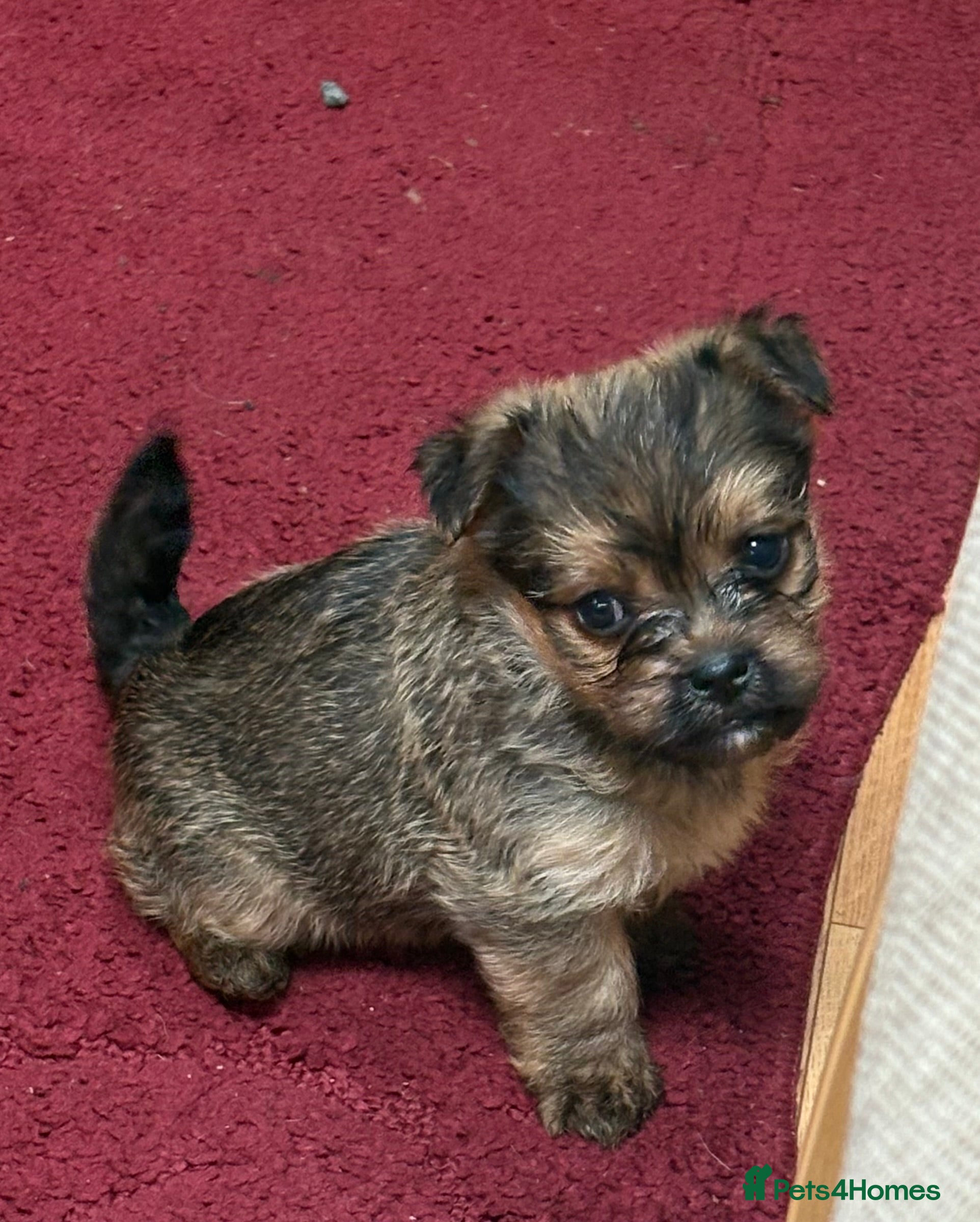 Yorkiepoo dogs 2 Yorkipoo puppies for sale  - Advert 1