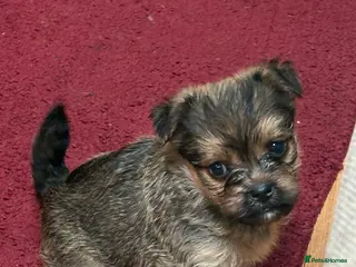 Yorkiepoo dogs 2 Yorkipoo puppies for sale - Advert 12