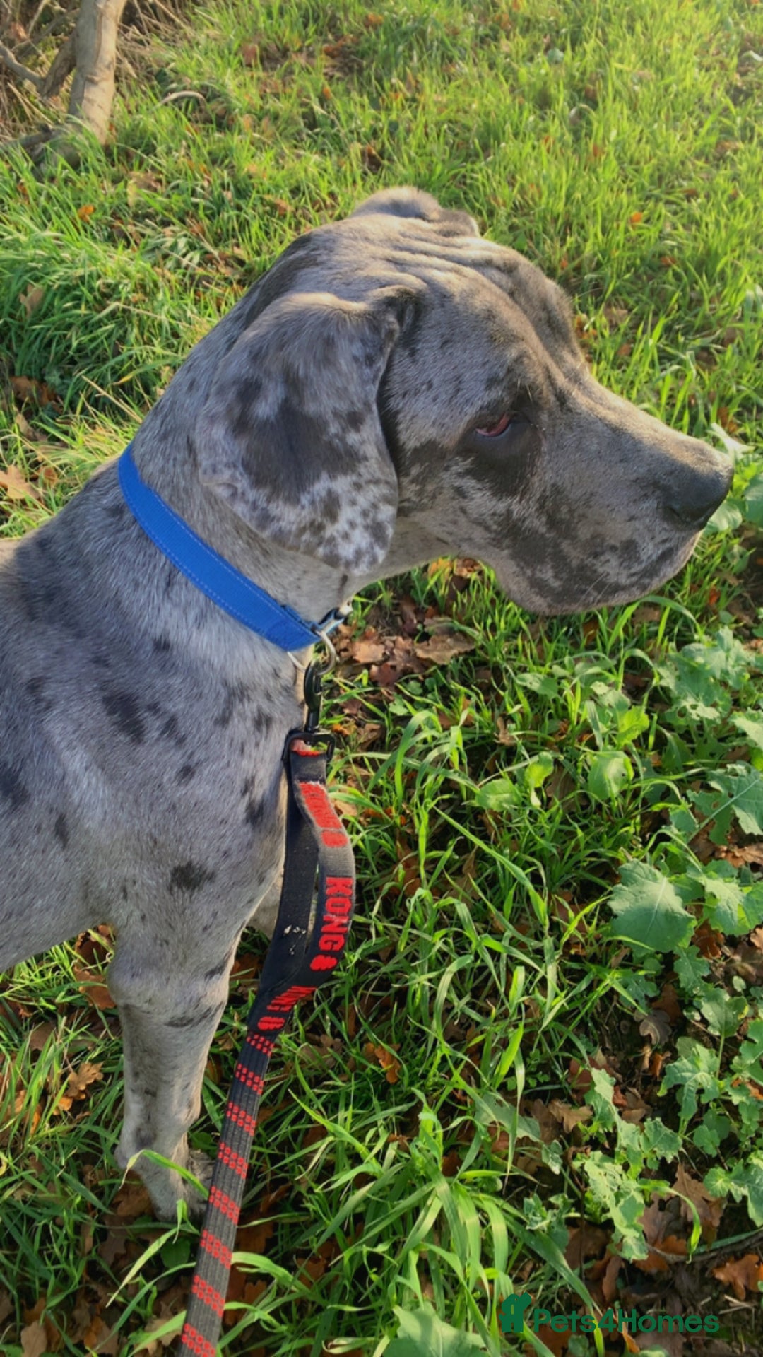 Mixed Breed dogs for sale: Italian Daniff - Great Dane x cane corso - Advert 2