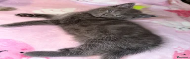 Grey short hair kitten 