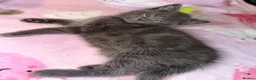 Mixed Breed cats for sale: Ragdoll cross gorgeous kittens  - Advert 9