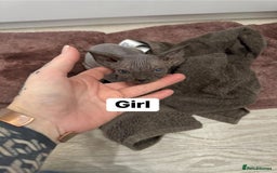Sphynx cats for sale: Scottish Sphynx Kittens  - Image 2