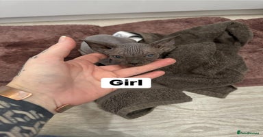 Sphynx cats - Advert 9