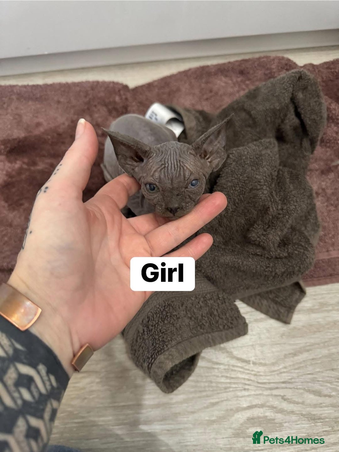 Sphynx cats for sale: Scottish Sphynx Kittens  - Image 2