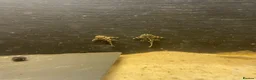Plecos fish for sale: L134 leopard frog pleco - Advert 7