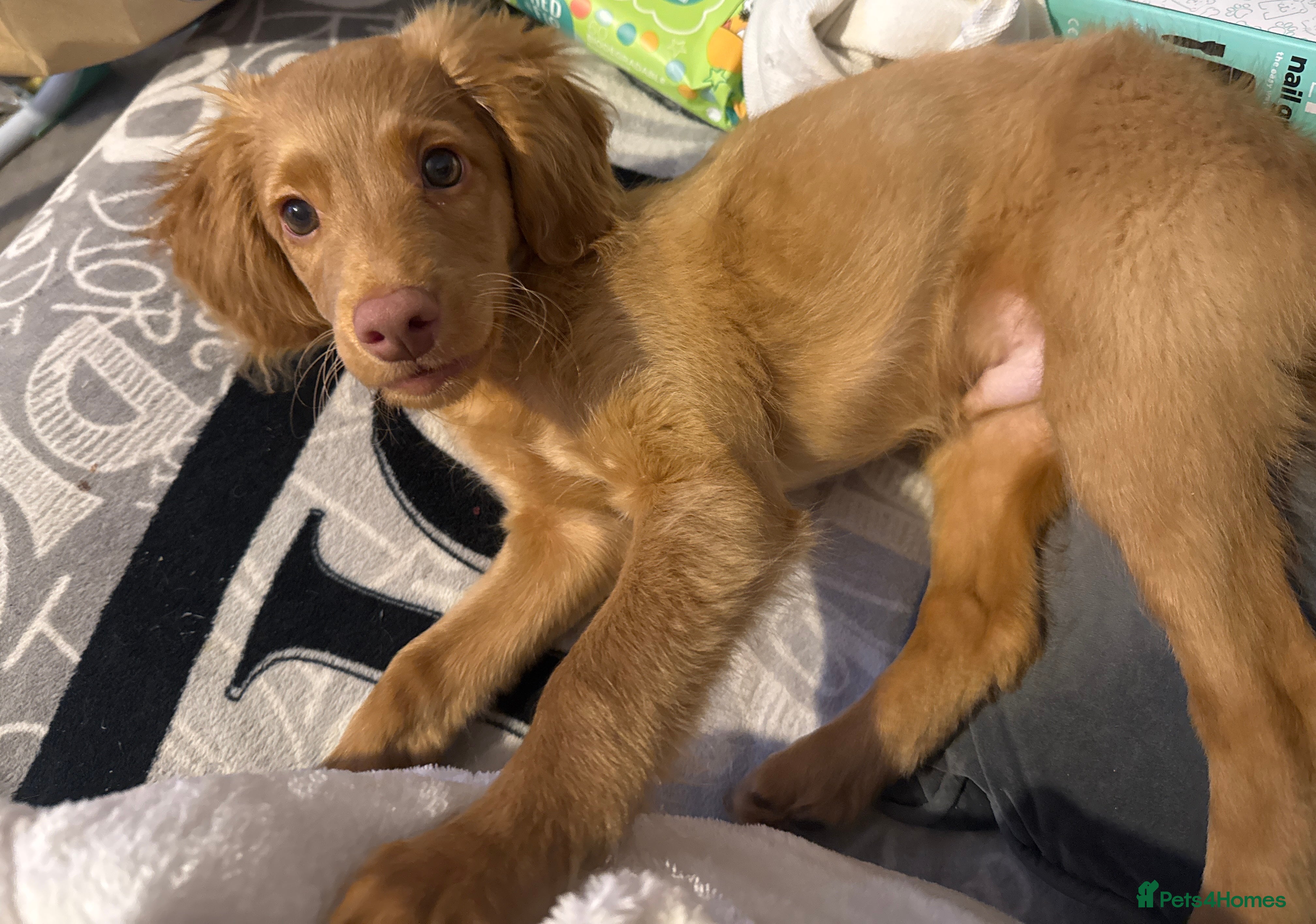 Cockapoo dogs Selling our 5 month old golden Cockapoo  - Advert 1