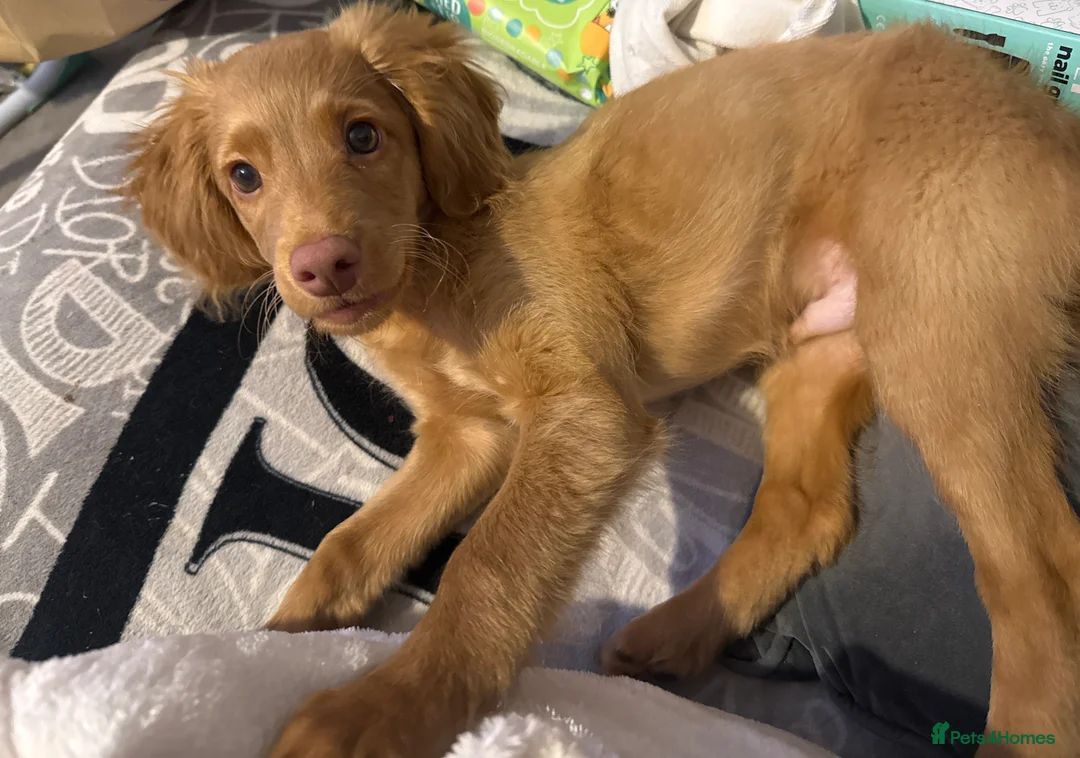 Cockapoo dogs for sale: Selling our 5 month old golden Cockapoo  in Tilbury - Advert 1