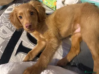 Cockapoo dogs Selling our 5 month old golden Cockapoo - Advert 2