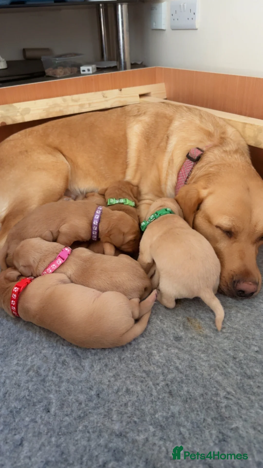 Labrador Retriever dogs for sale: Chunky KC Registered Labrador Puppies - Advert 1