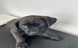 Mixed Breed dogs for sale: Adorable Rottweiler Dogue de Bordeaux x Cane Corso - Image 9