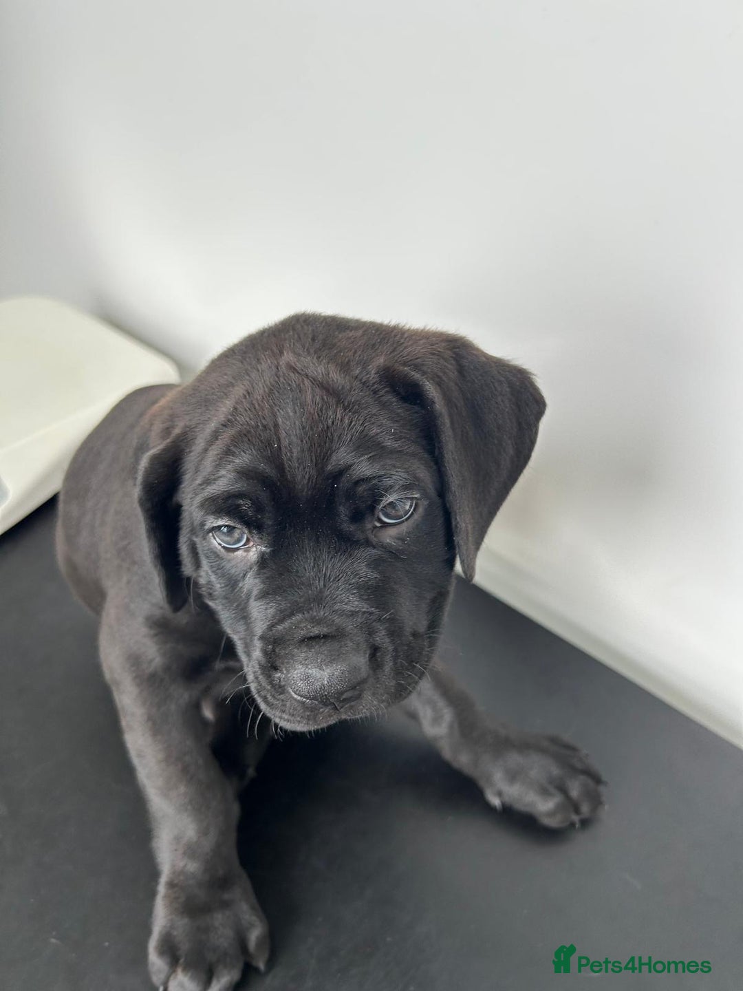 Mixed Breed dogs for sale: Adorable Rottweiler Dogue de Bordeaux x Cane Corso - Image 9