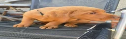 Labrador Retriever dogs for sale: STUNNING FOX RED BOYS - READY TO GO - Advert 18