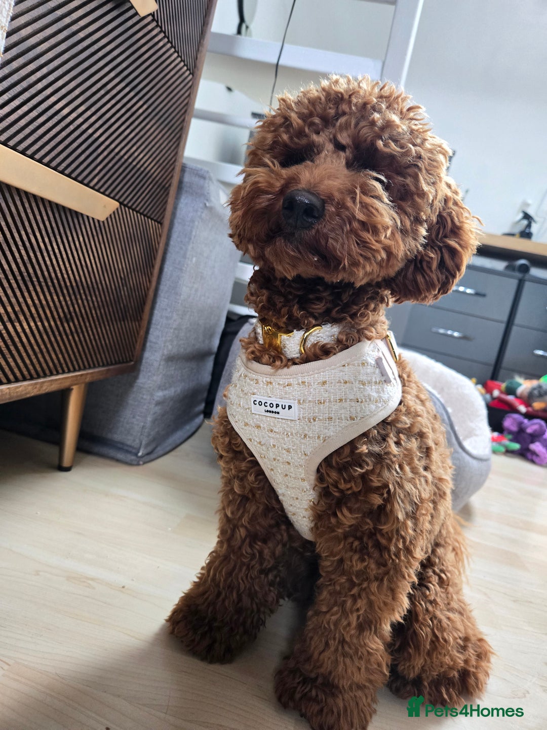 Toy Poodle dogs for stud: Toy poodle for STUD - Advert 2