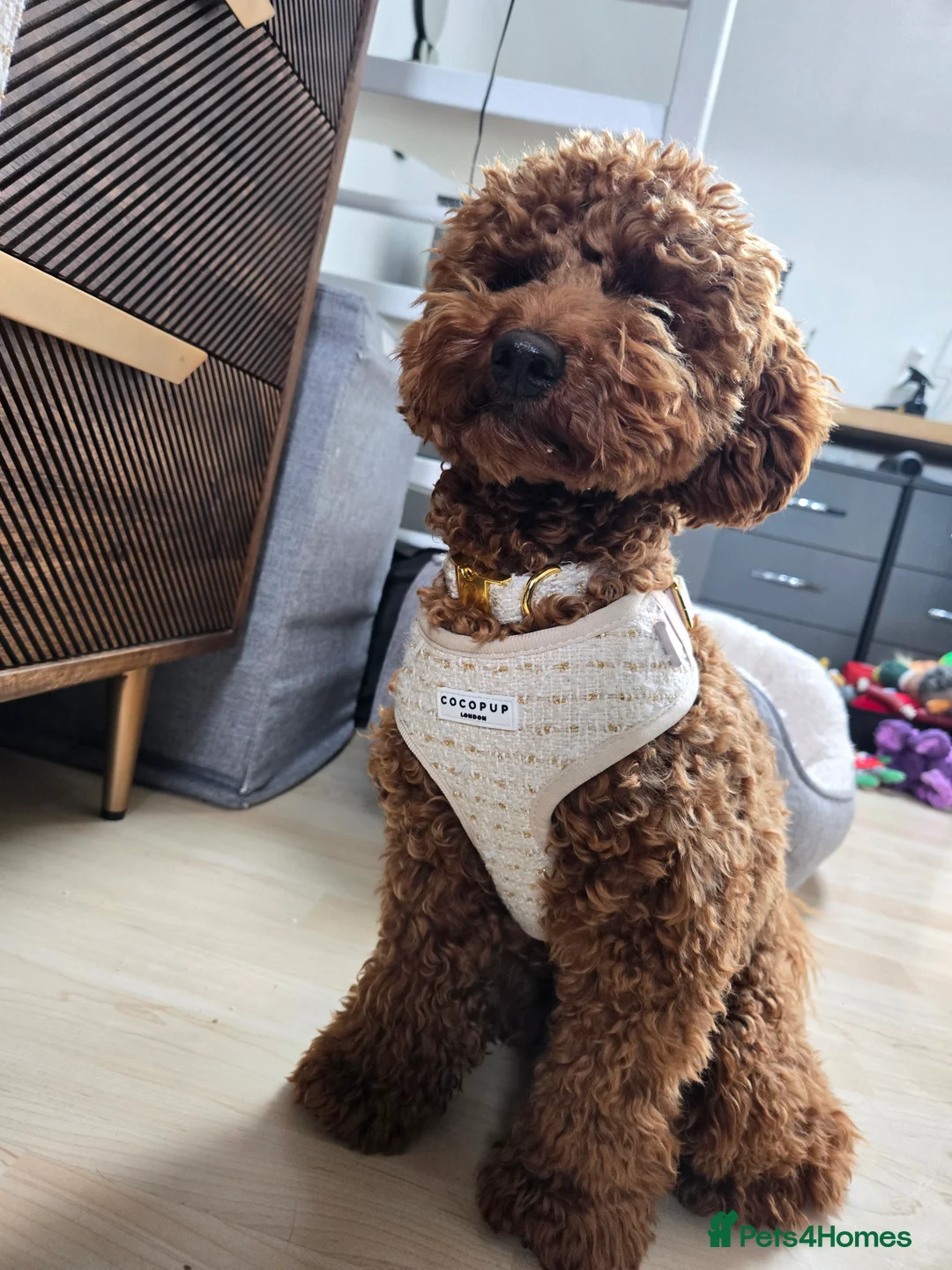 Toy Poodle dogs for stud: Toy poodle for STUD (dark red) - Advert 2