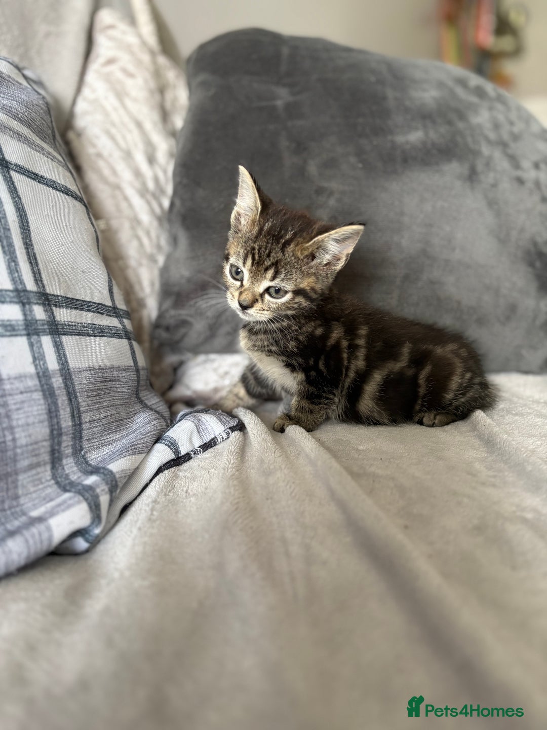 Mixed Breed cats for sale: Kittens  in Bognor Regis - Image 6